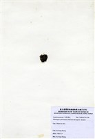 藏品(指枝藻)的圖片